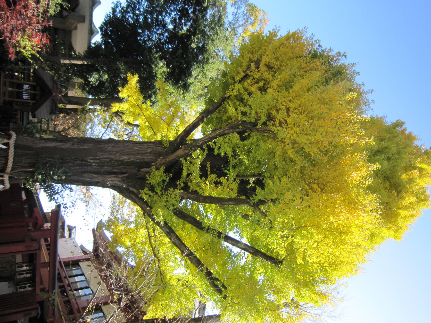 秩父神社,大銀杏