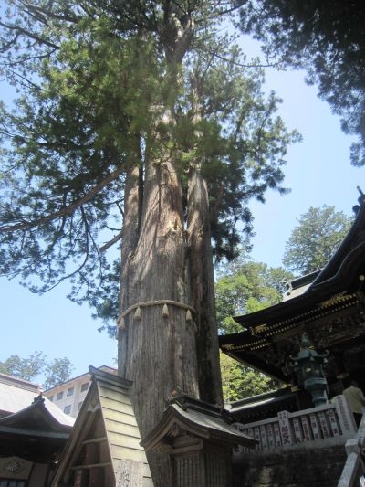 三峰神社,御神木