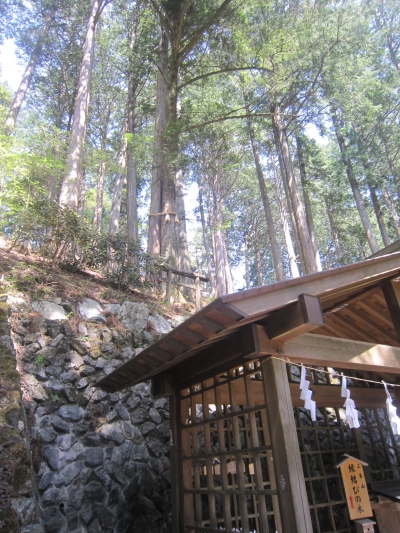 三峰神社,縁結びの木