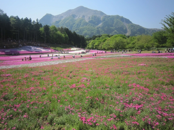 羊山公園,芝桜