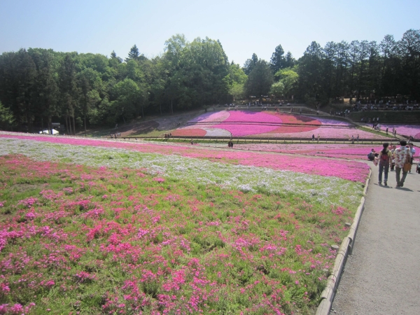 羊山公園,芝桜