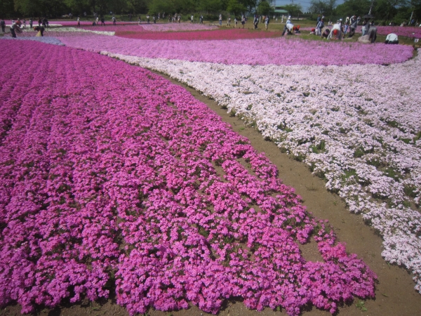 羊山公園,芝桜