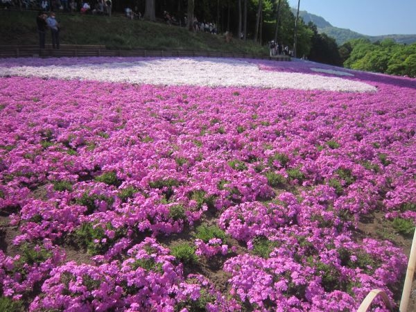 羊山公園,芝桜