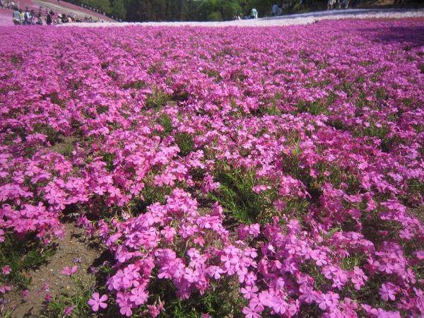 羊山公園,芝桜