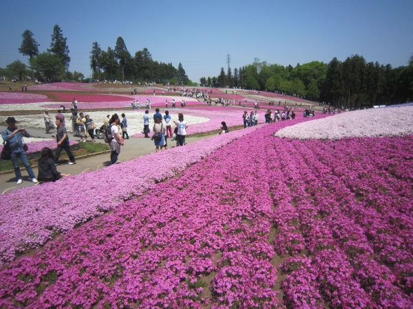 羊山公園,芝桜