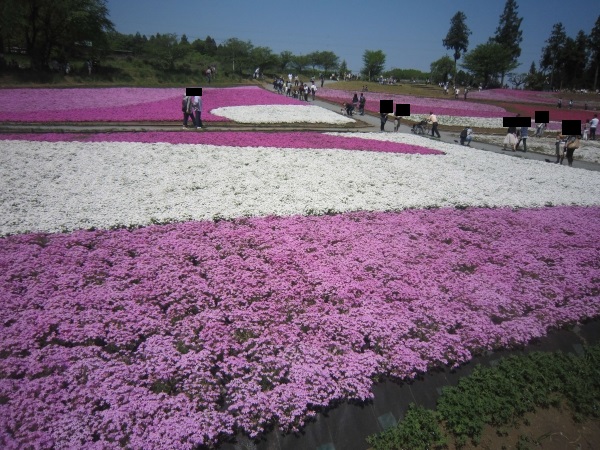 羊山公園,芝桜