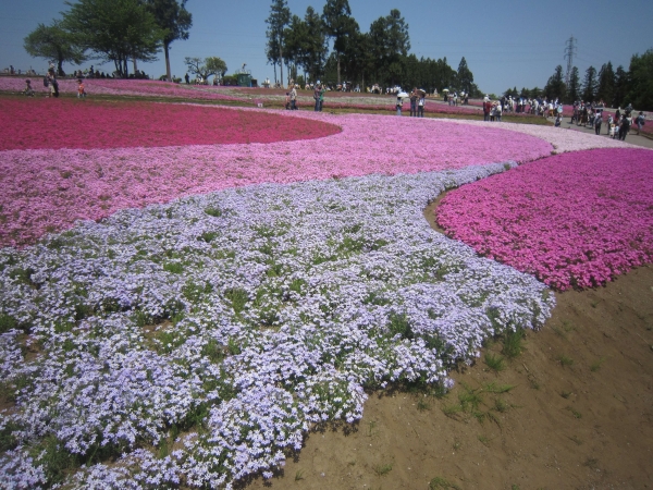 羊山公園,芝桜