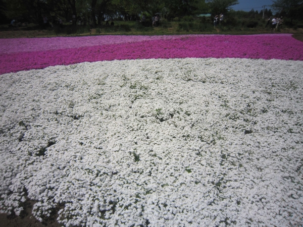 羊山公園,芝桜