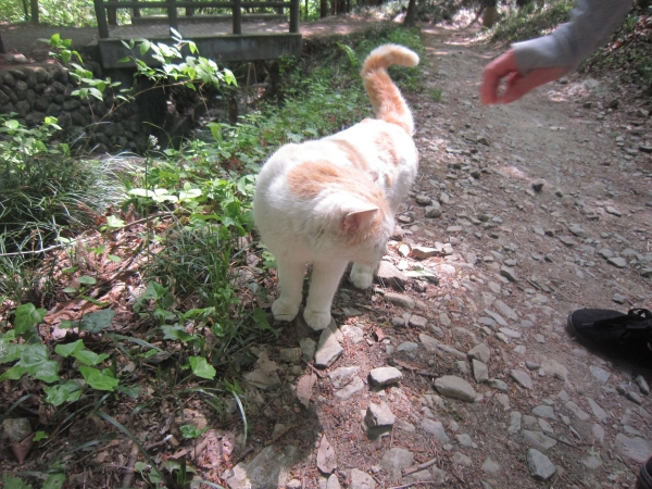 聖神社,和同採掘露天掘跡