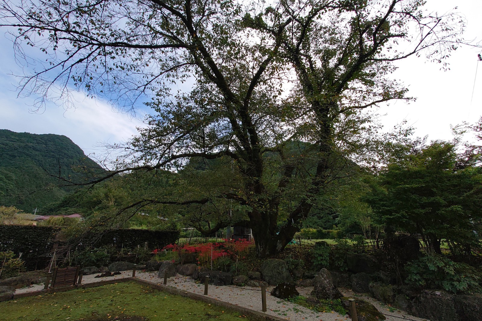 長泉院,よみがえりの一本桜