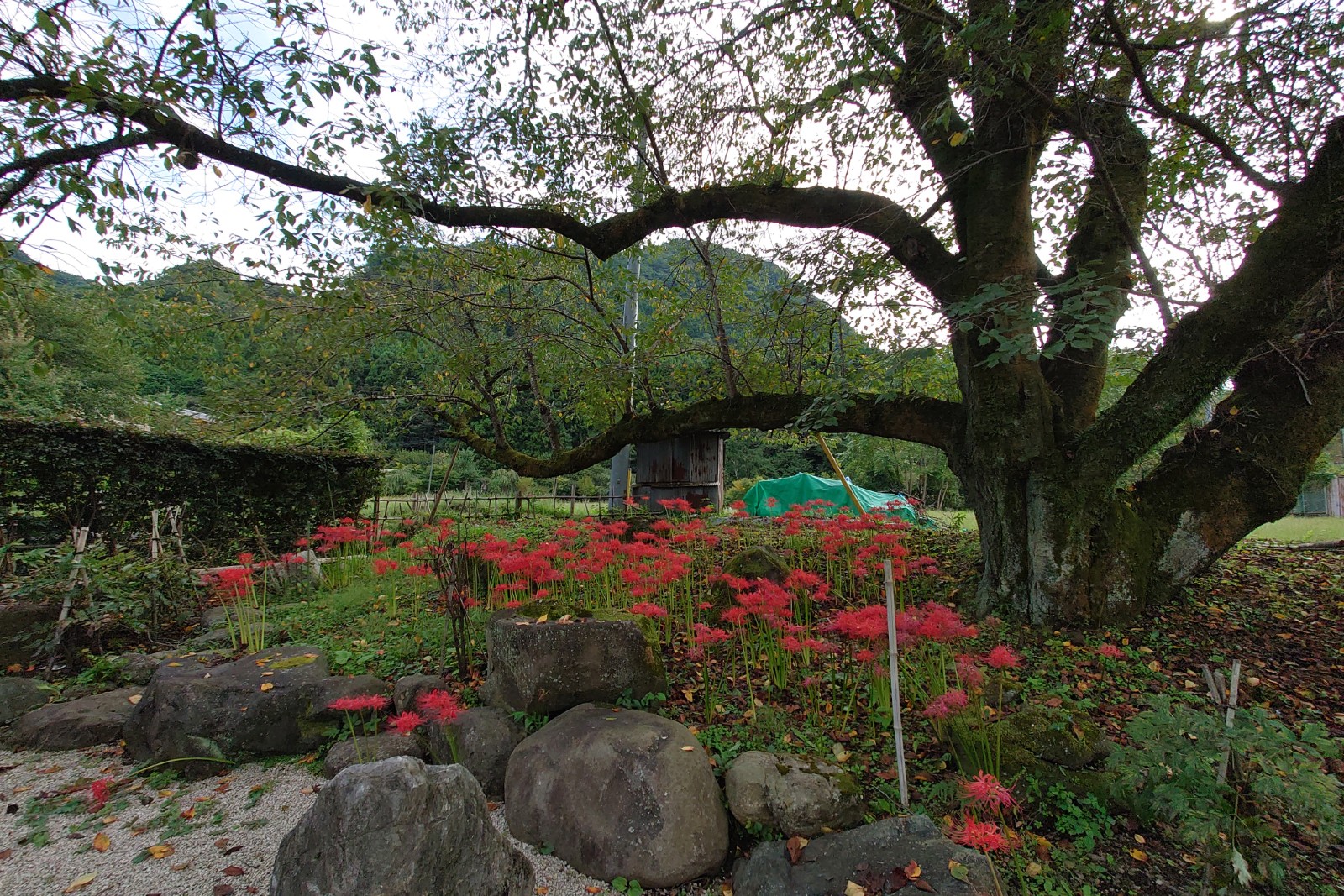 長泉院,よみがえりの一本桜