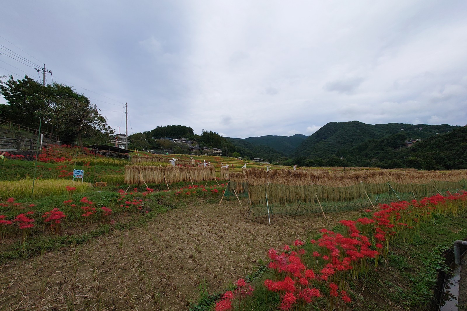 寺坂棚田