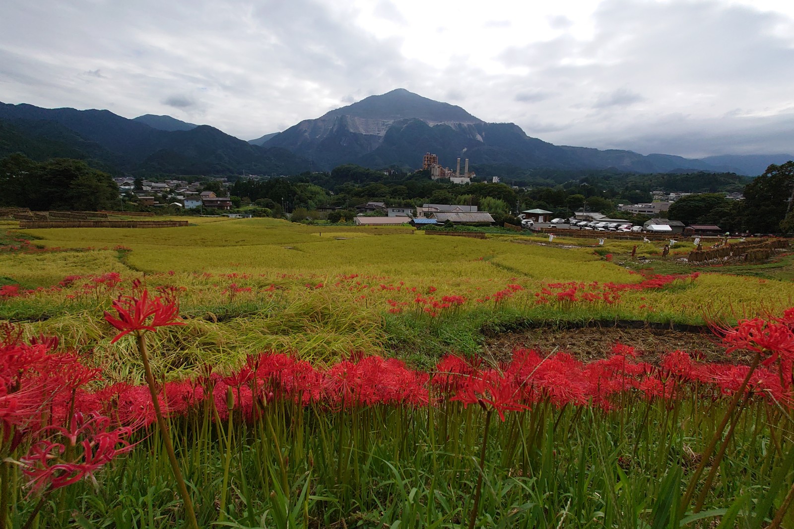 寺坂棚田