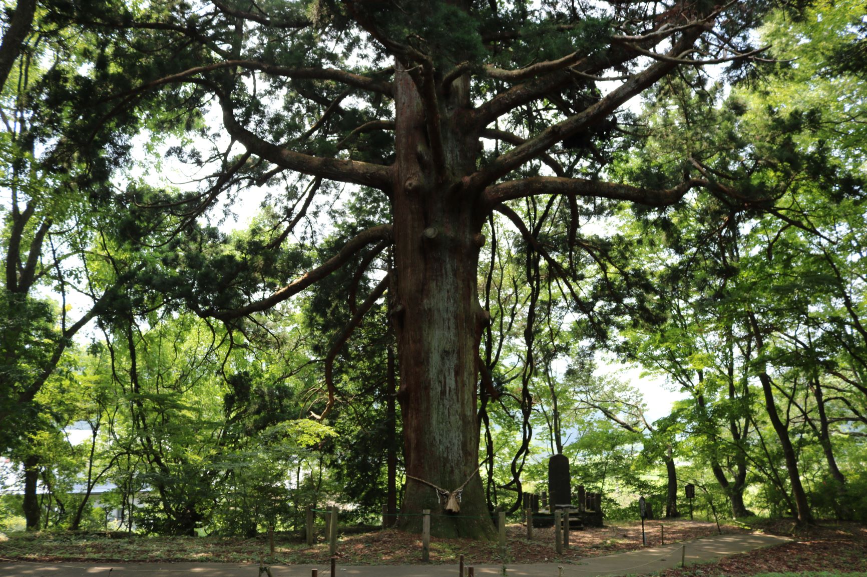 従二位の杉