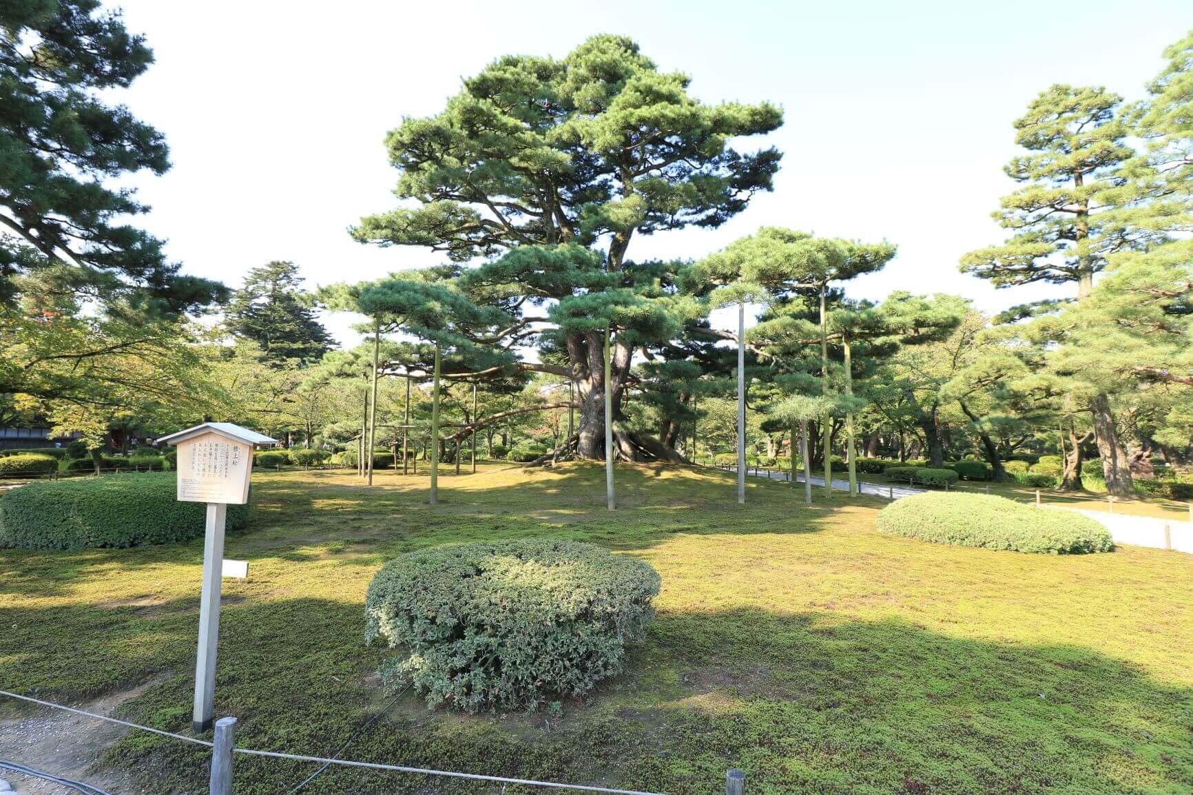 兼六園の根上松