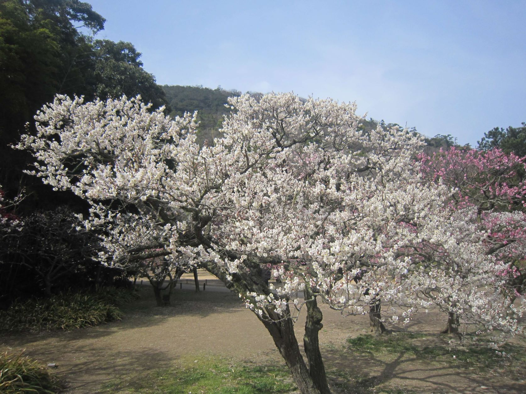 栗林公園