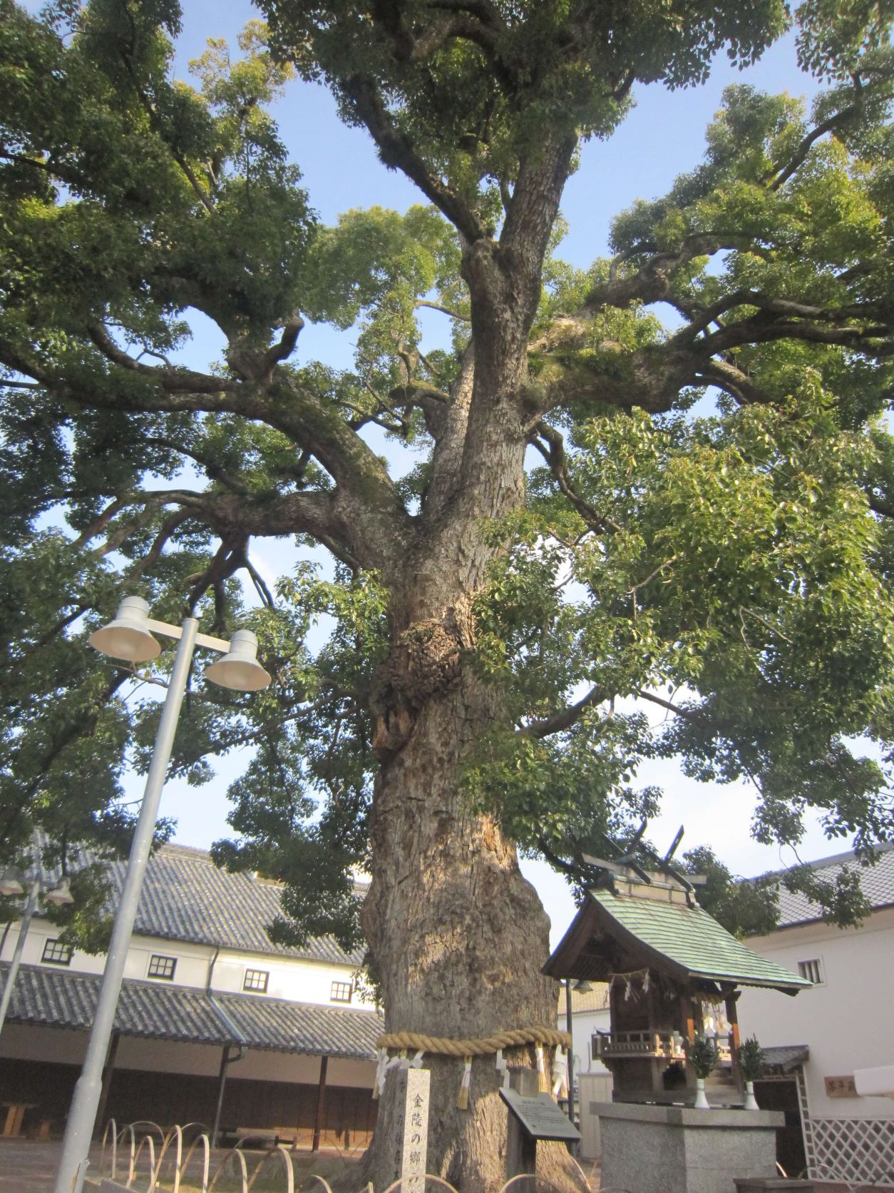 金陵の郷の大楠