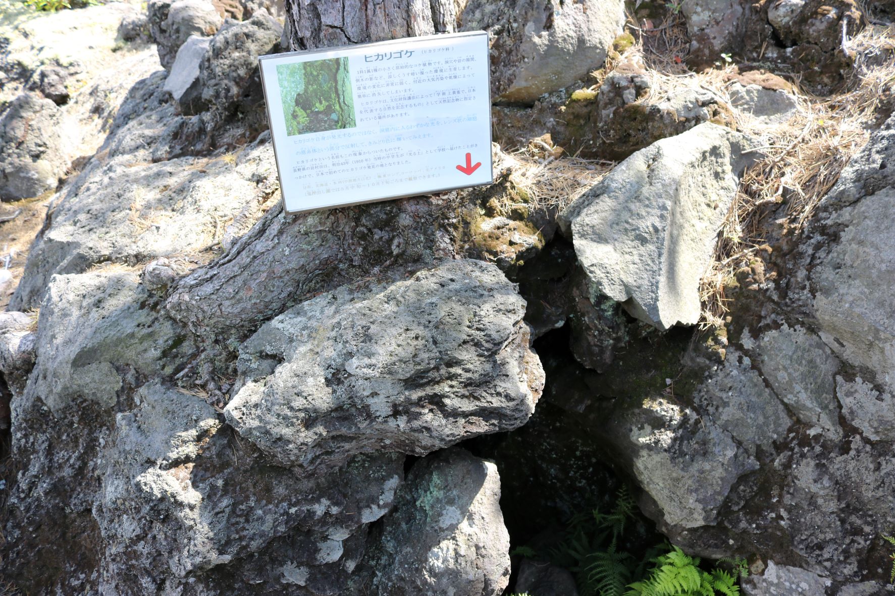 鬼押出し園,ヒカリゴケ自生地