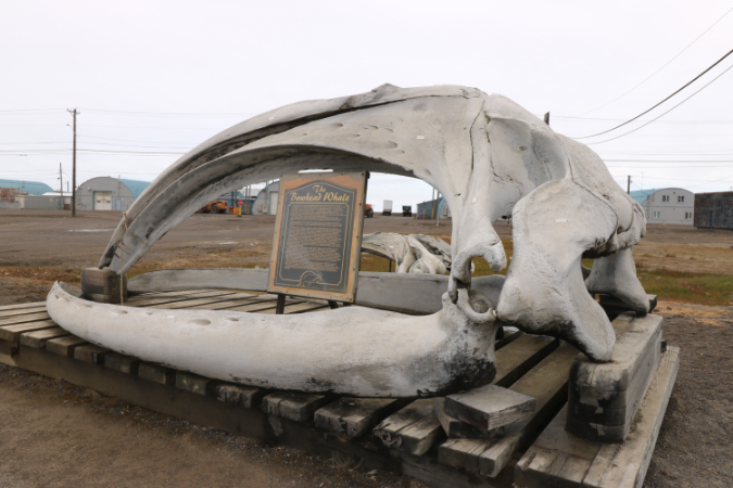 THE BOWHEAD WHALE,バロー,アラスカ